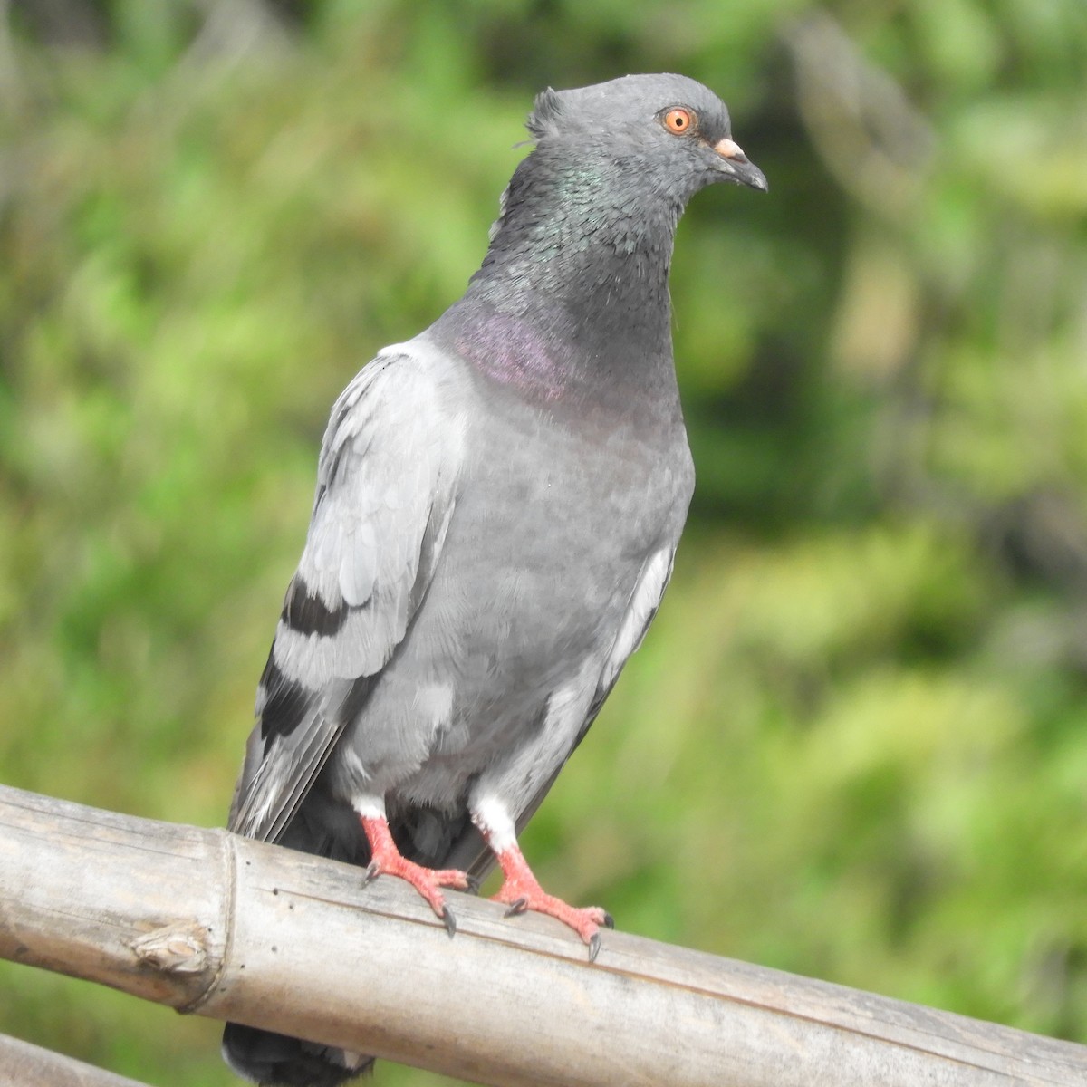 Rock Pigeon (Feral Pigeon) - ML130565161