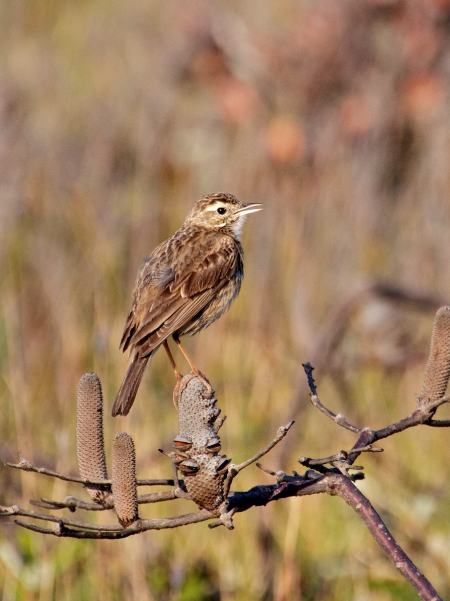 Australian Pipit - ML130565431