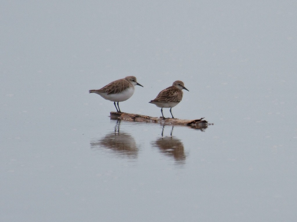 Rotkehl-Strandläufer - ML130566601