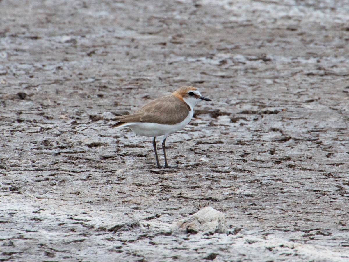 Red-capped Plover - Ron Shrieves