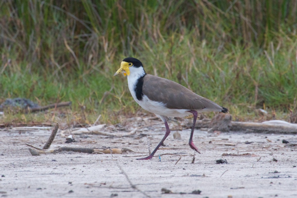 Masked Lapwing - ML130567011