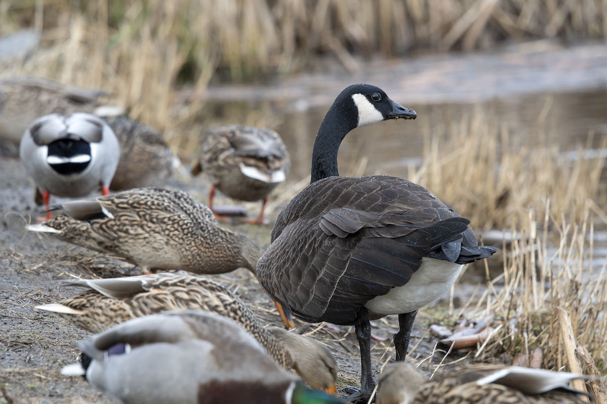 Canada Goose - ML130567511