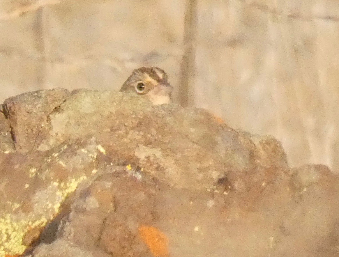 Grasshopper Sparrow - ML130568111