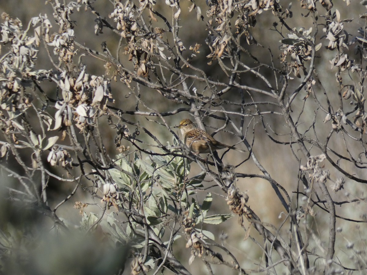 Golden-crowned Sparrow - ML130569021
