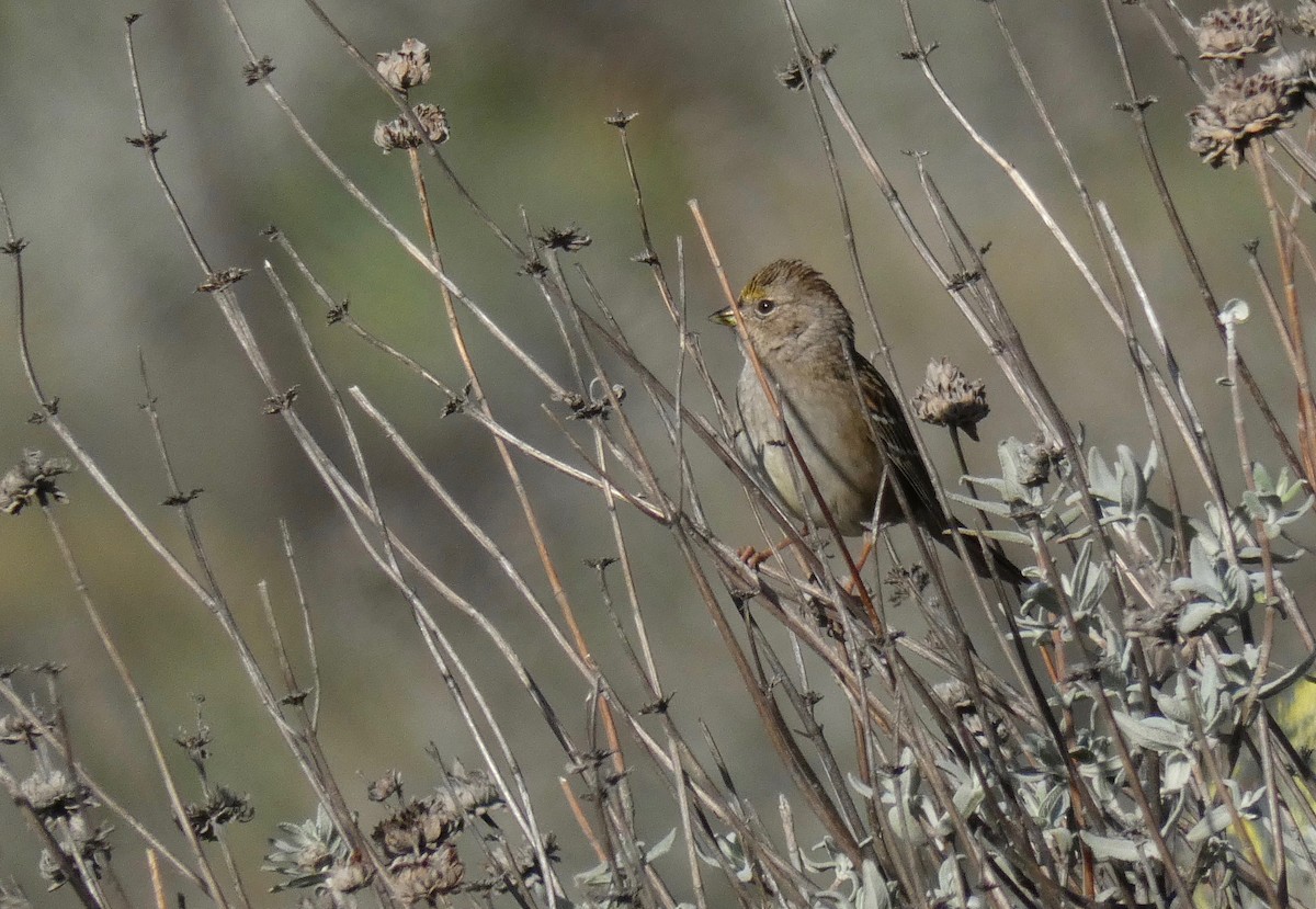 Golden-crowned Sparrow - ML130569061