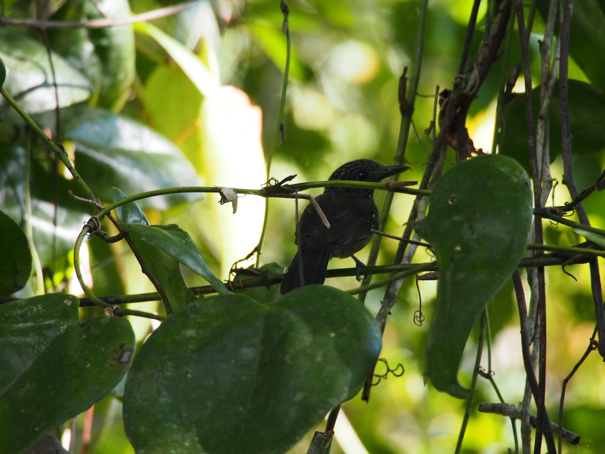 Black-hooded Antshrike - ML130570001