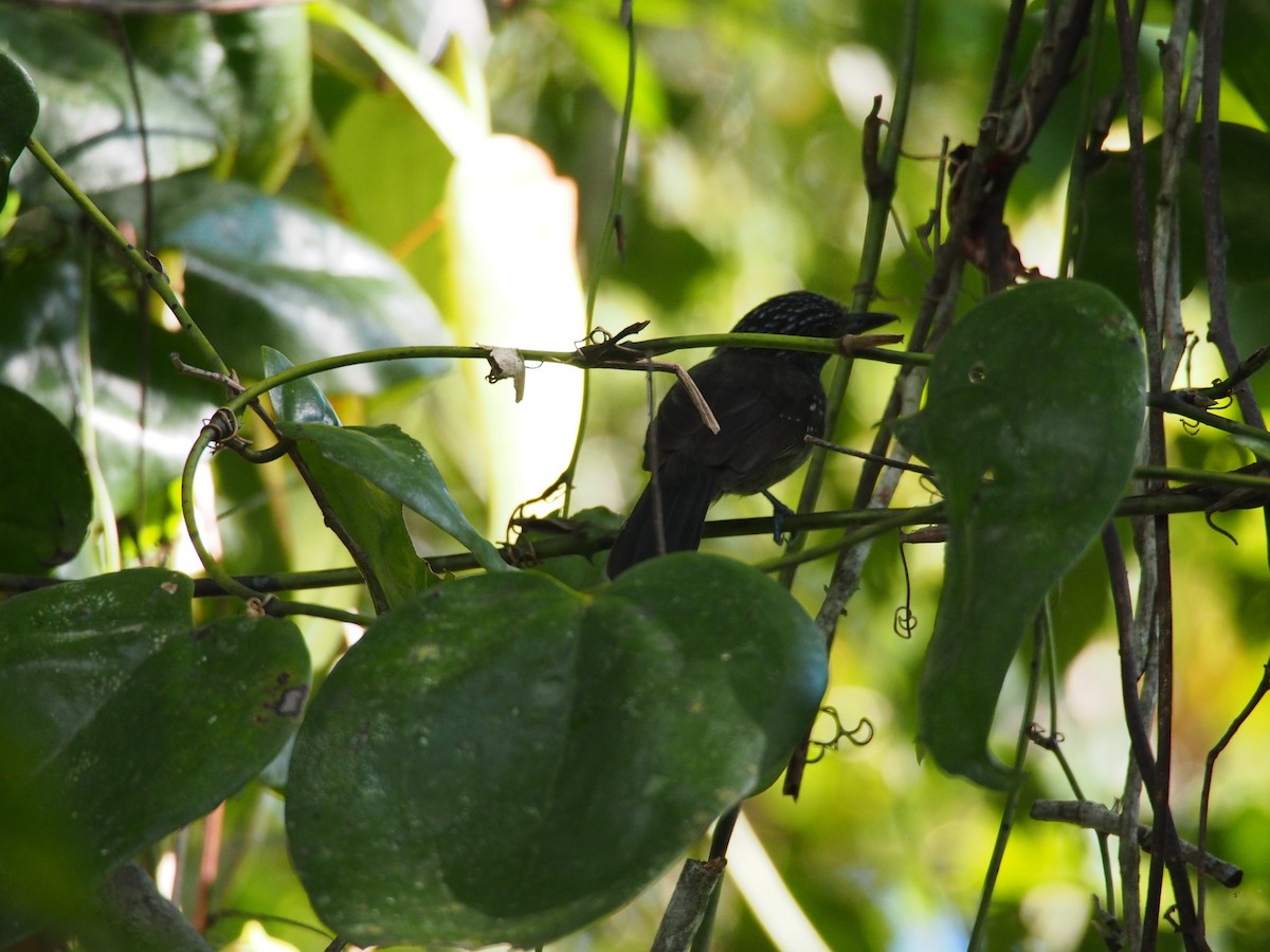 Black-hooded Antshrike - ML130570021