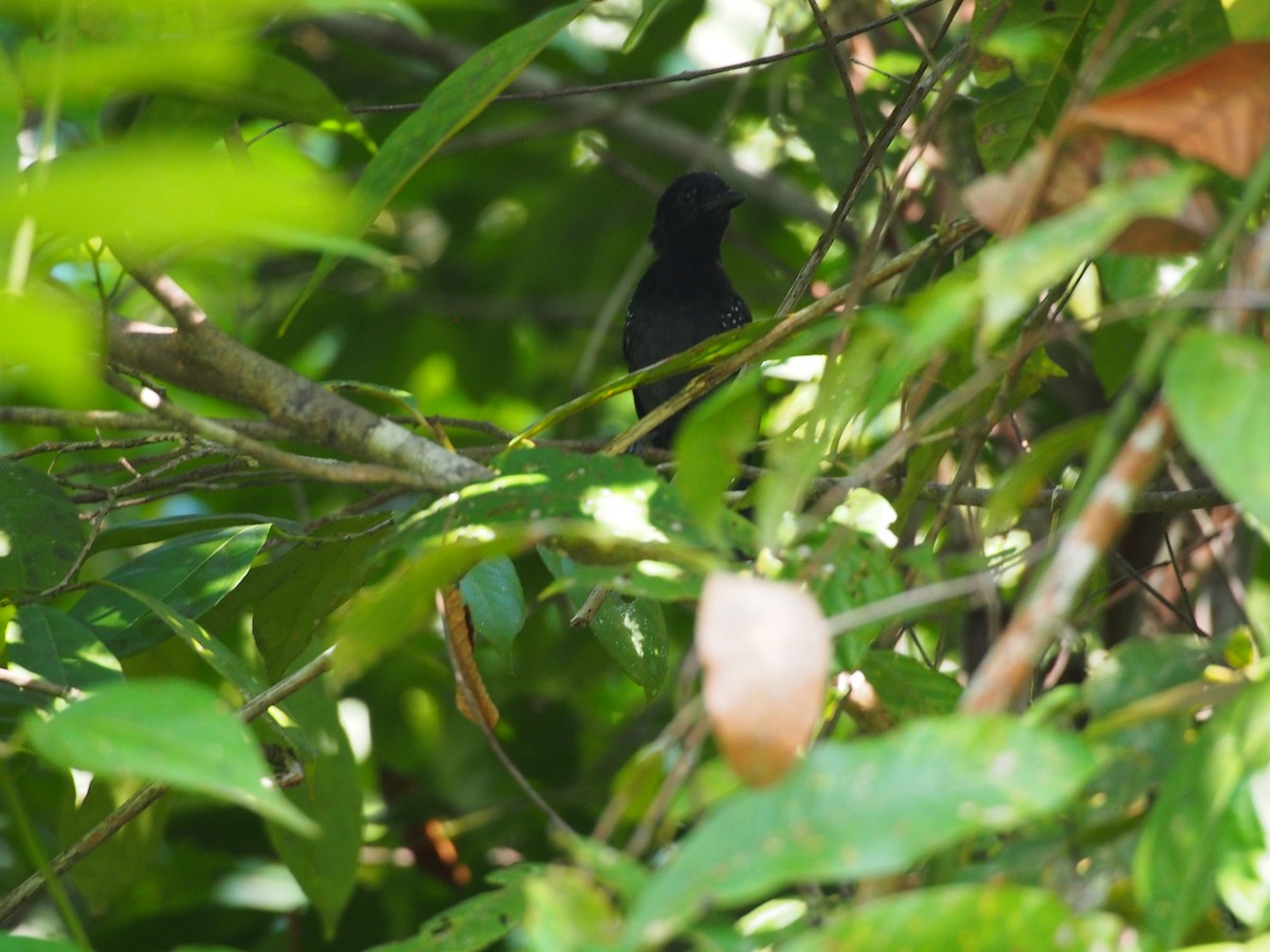 Black-hooded Antshrike - ML130570081