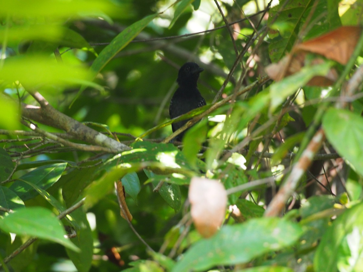 Black-hooded Antshrike - ML130570111