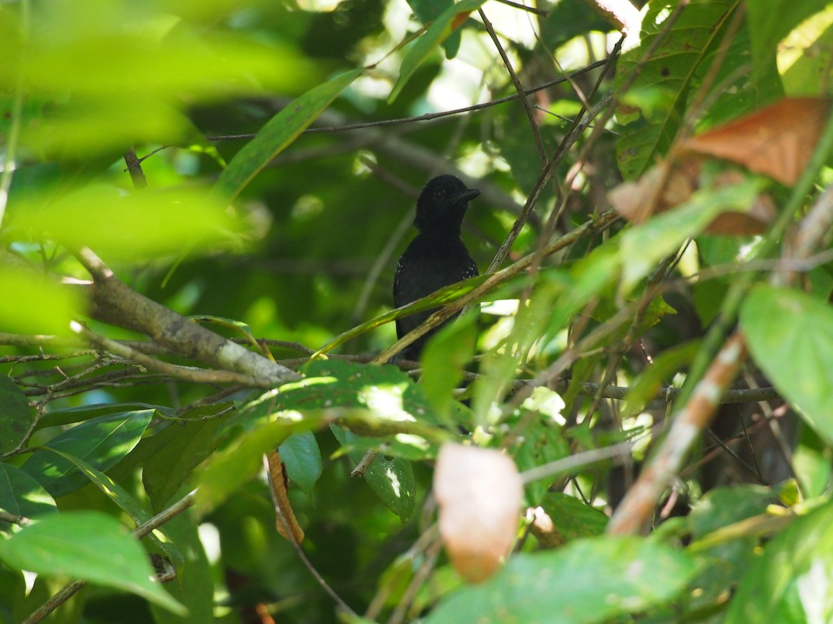 Black-hooded Antshrike - ML130570141