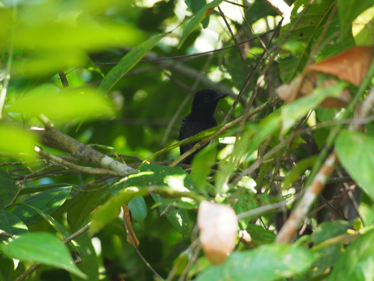 Black-hooded Antshrike - ML130570171