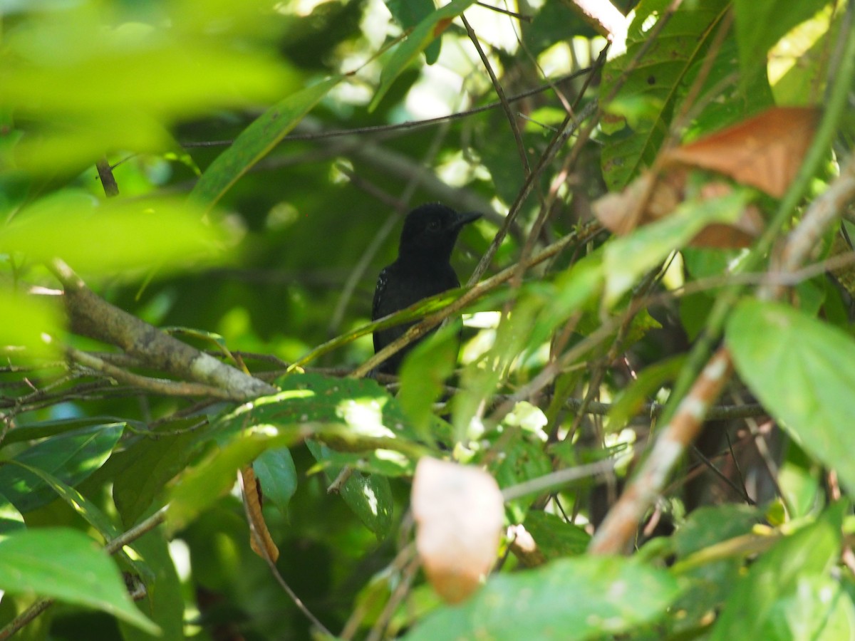 Black-hooded Antshrike - Daniel Lebbin