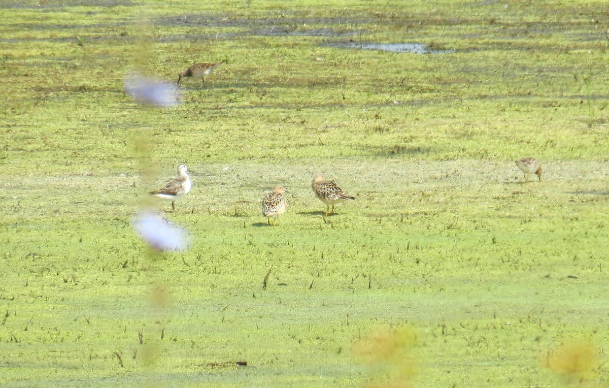 Buff-breasted Sandpiper - ML130570591