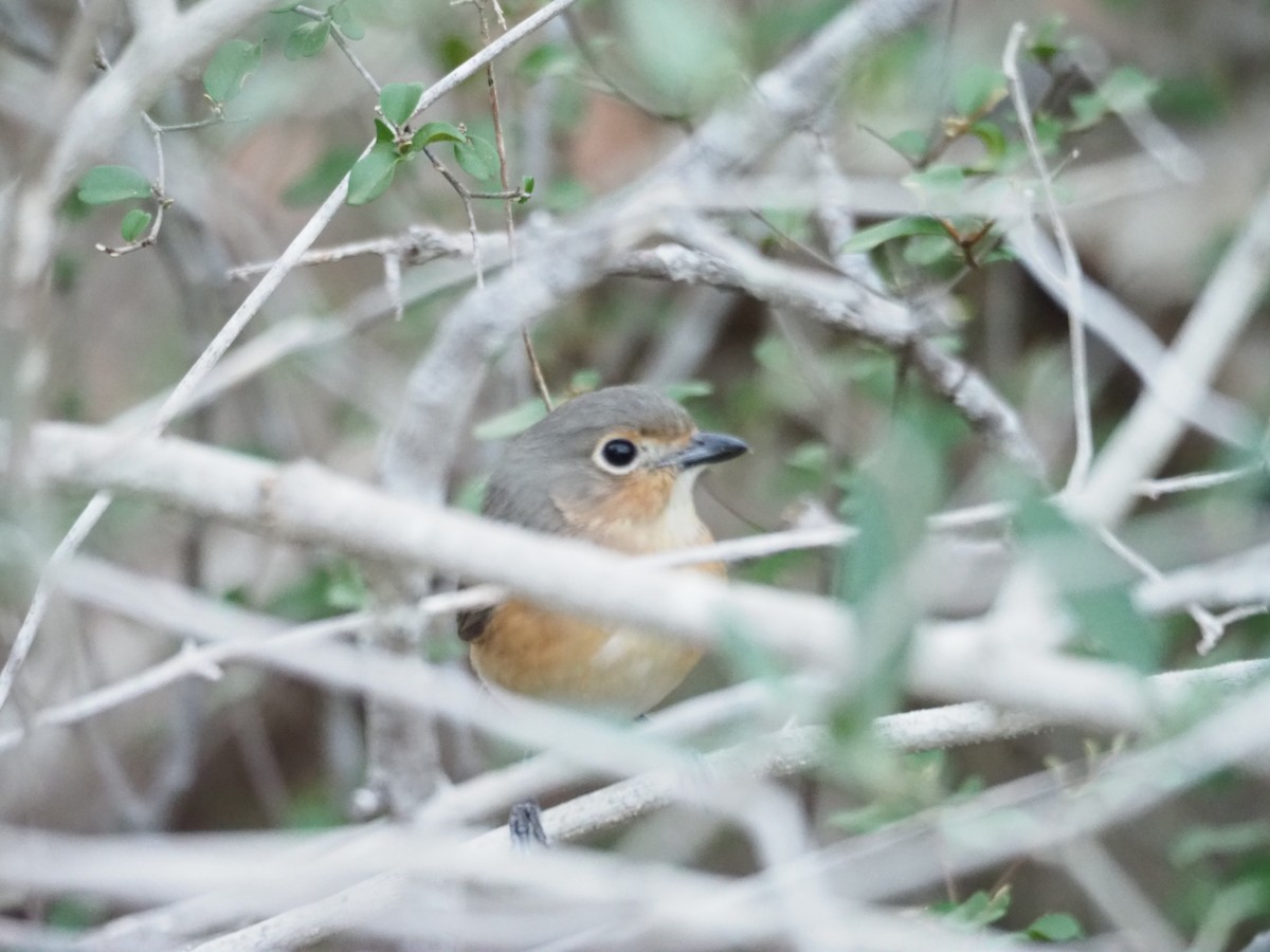 Red-tailed Vanga - ML130572041