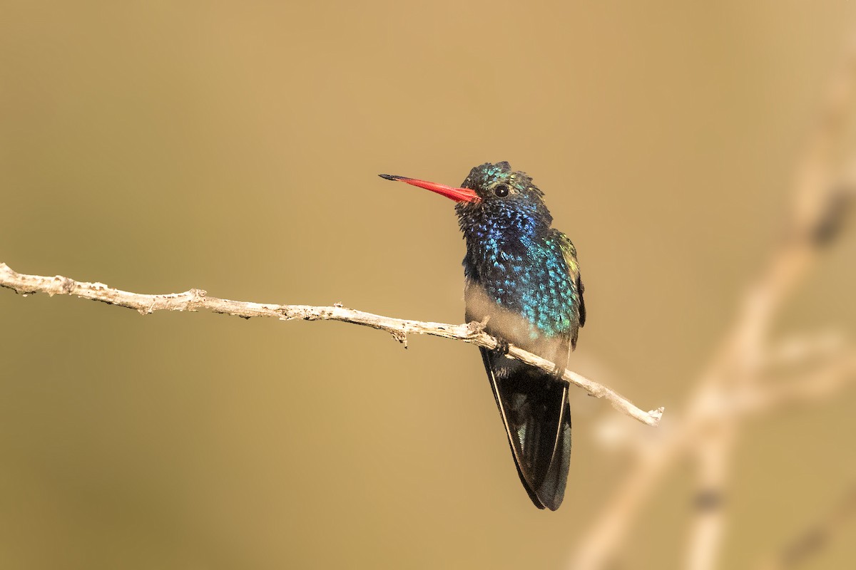 Colibrí Piquiancho de Guerrero - ML130572901