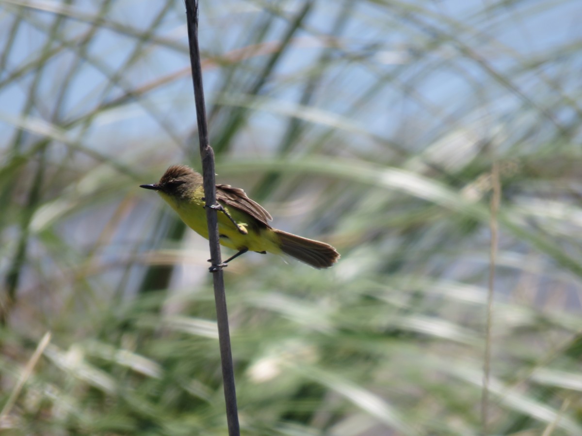 Warbling Doradito - ML130573251