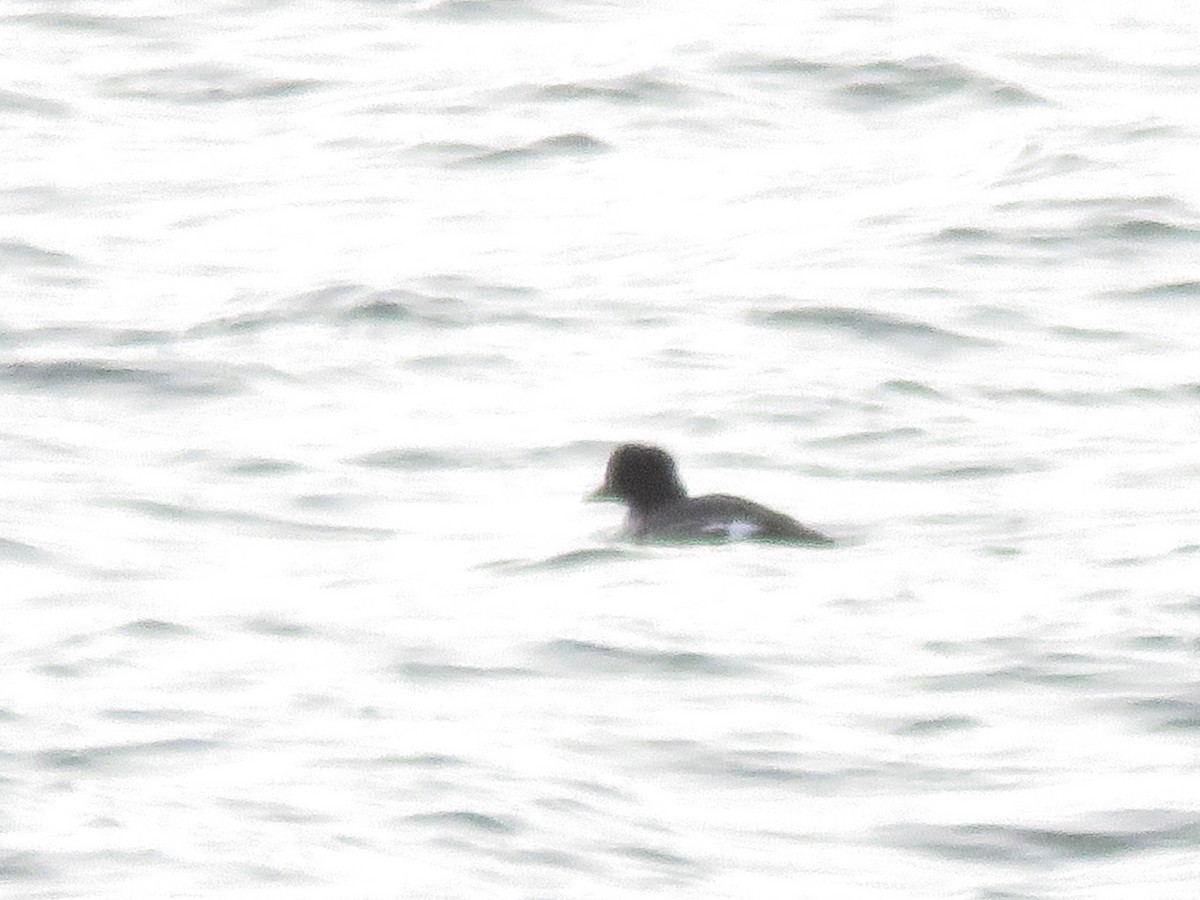 Barrow's Goldeneye - ML130573721