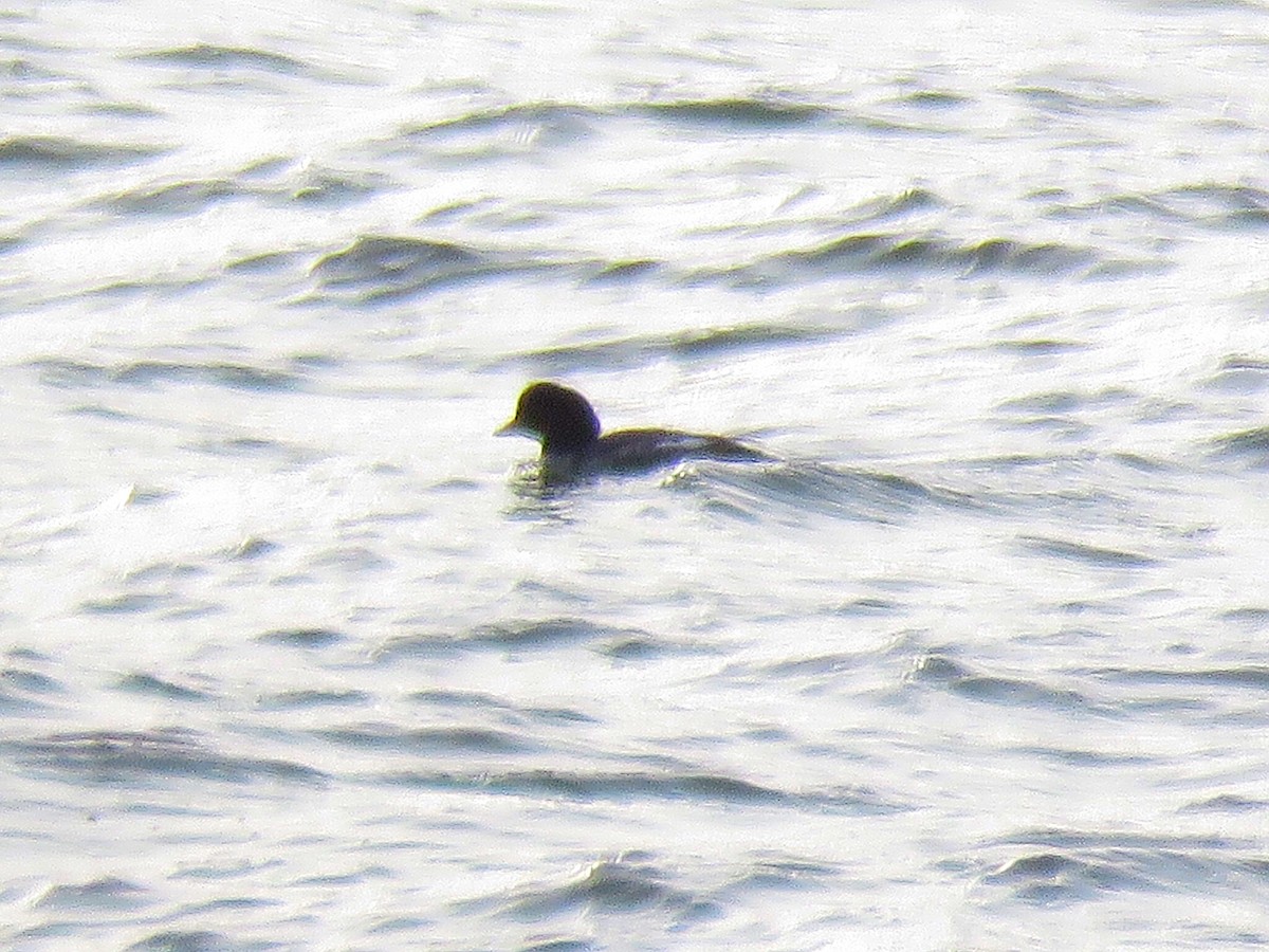 Barrow's Goldeneye - ML130573741