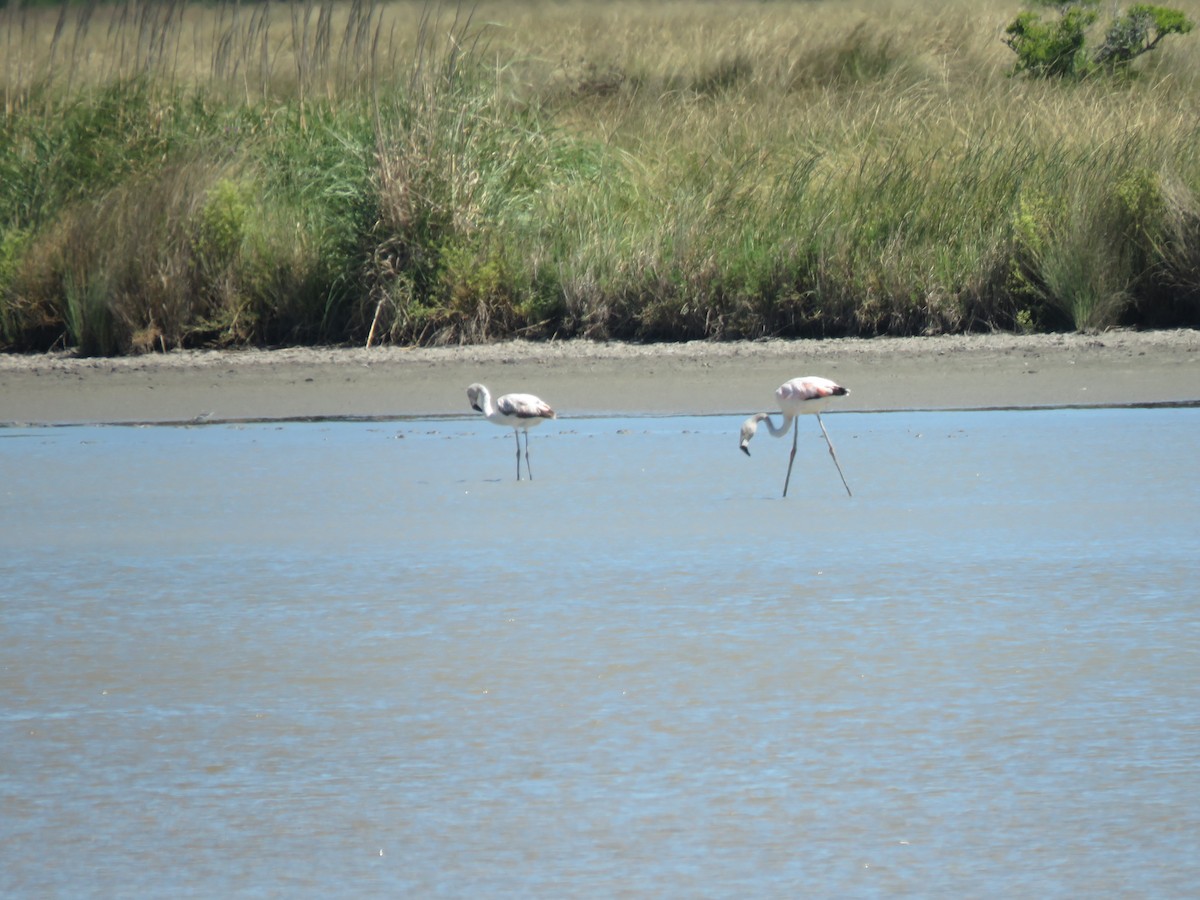 Chilean Flamingo - ML130573841