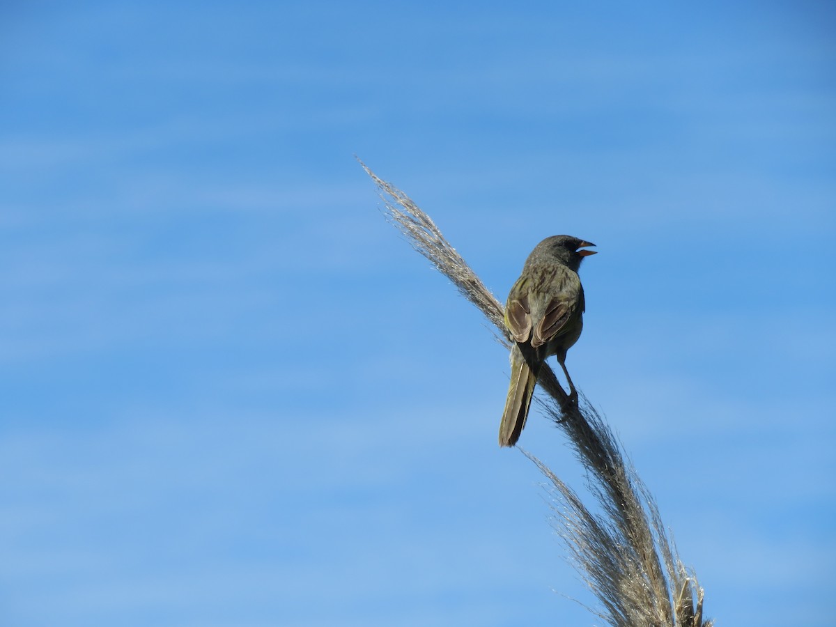 Great Pampa-Finch - ML130575011