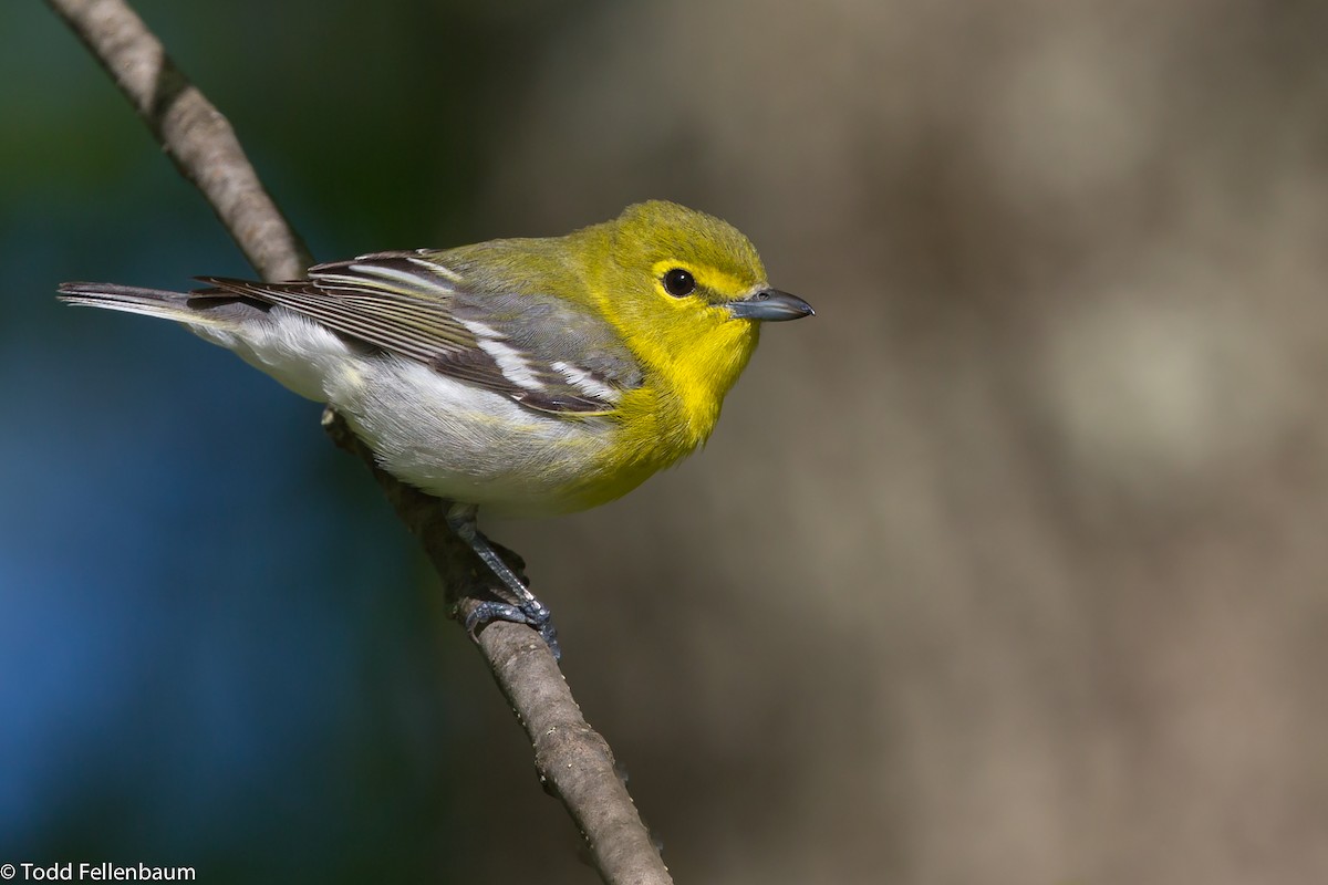 Yellow-throated Vireo - Todd Fellenbaum