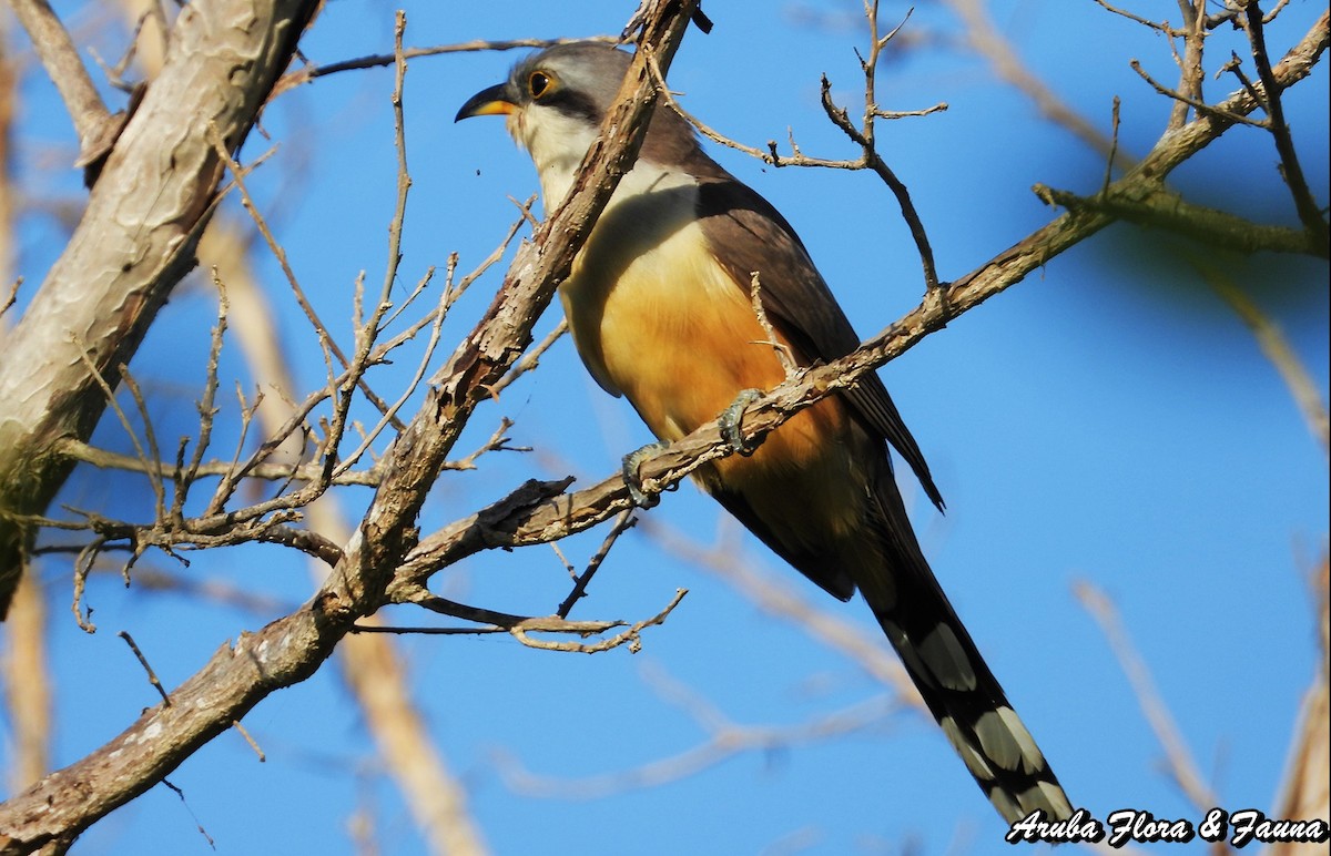 Mangrove Cuckoo - Ross Wauben