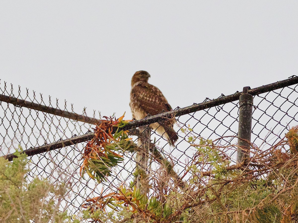 Red-tailed Hawk - ML130578791