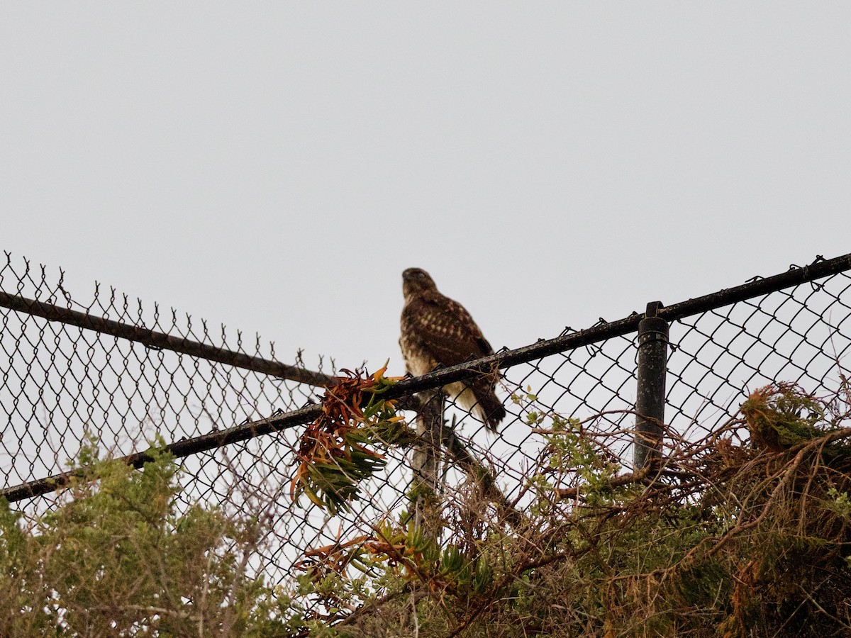 Red-tailed Hawk - ML130578811