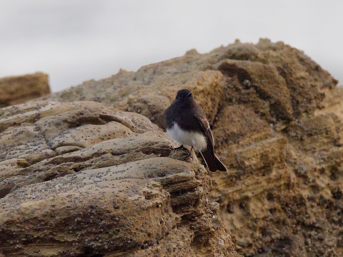 Black Phoebe - ML130578881