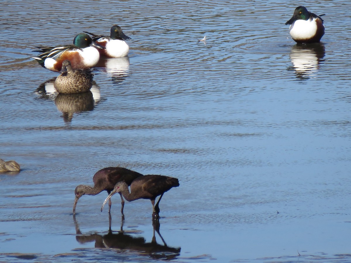 White-faced Ibis - ML130580081