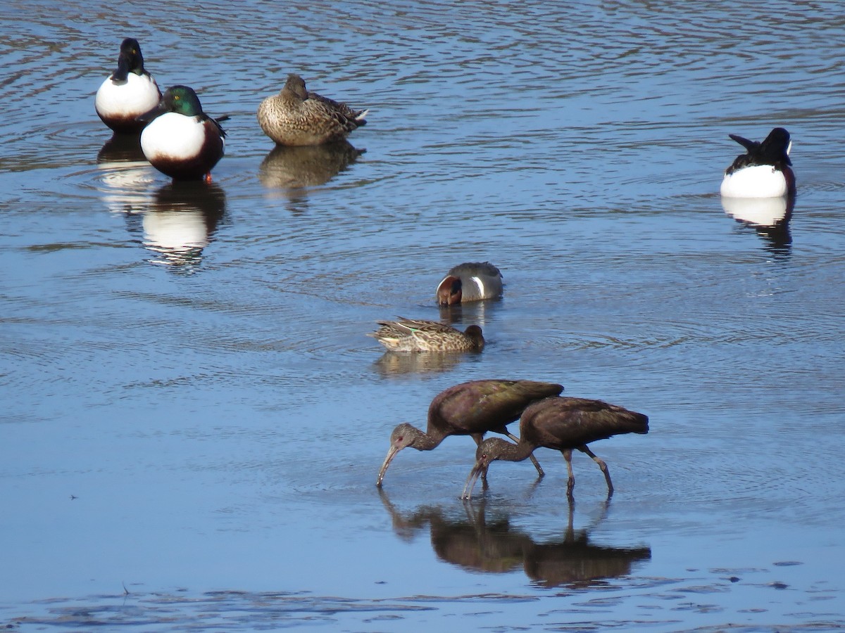 White-faced Ibis - ML130580101