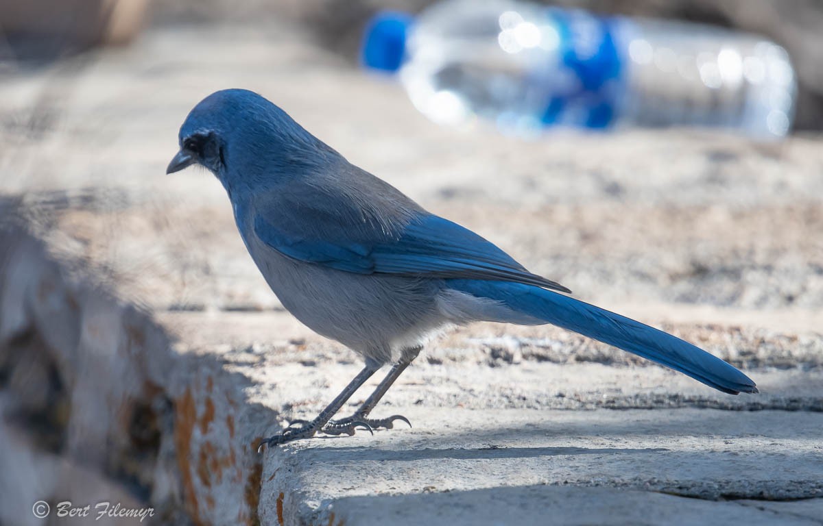 Woodhouse's Scrub-Jay - ML130582261