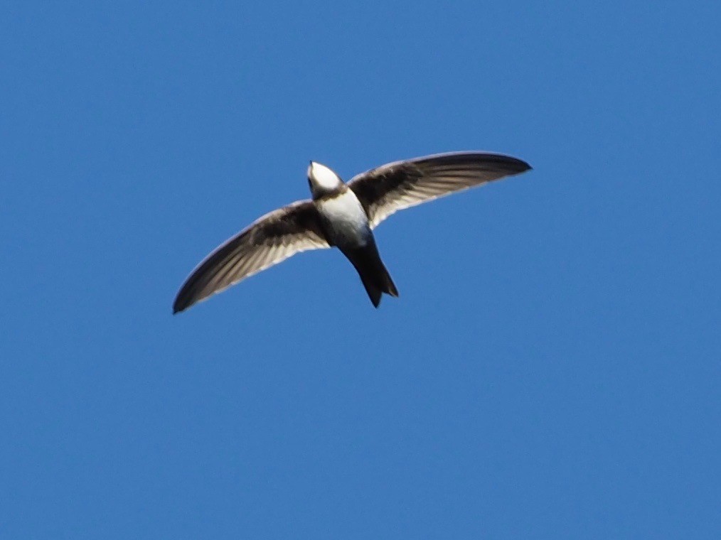 Alpine Swift - ML130582841