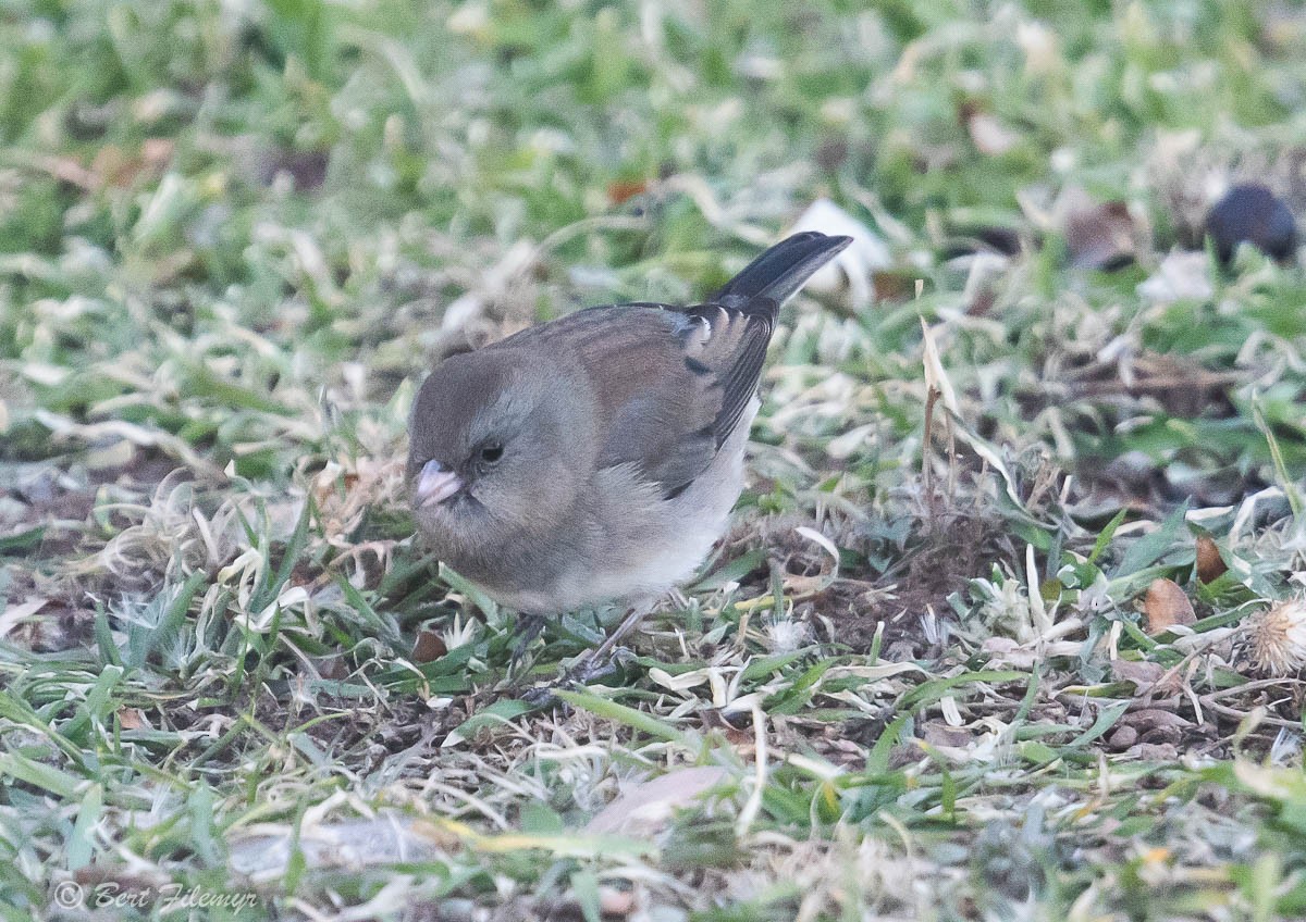 Dark-eyed Junco (Slate-colored) - Bert Filemyr