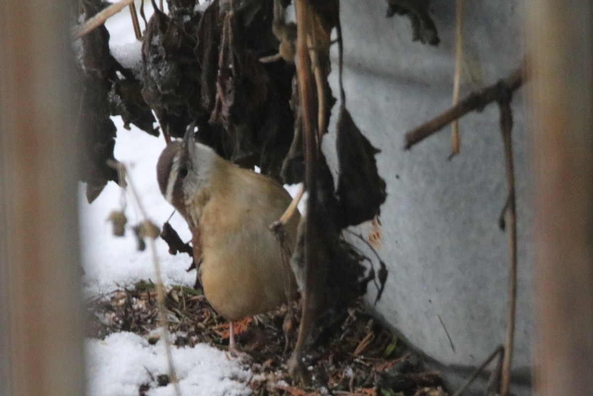 Carolina Wren - Sandy C