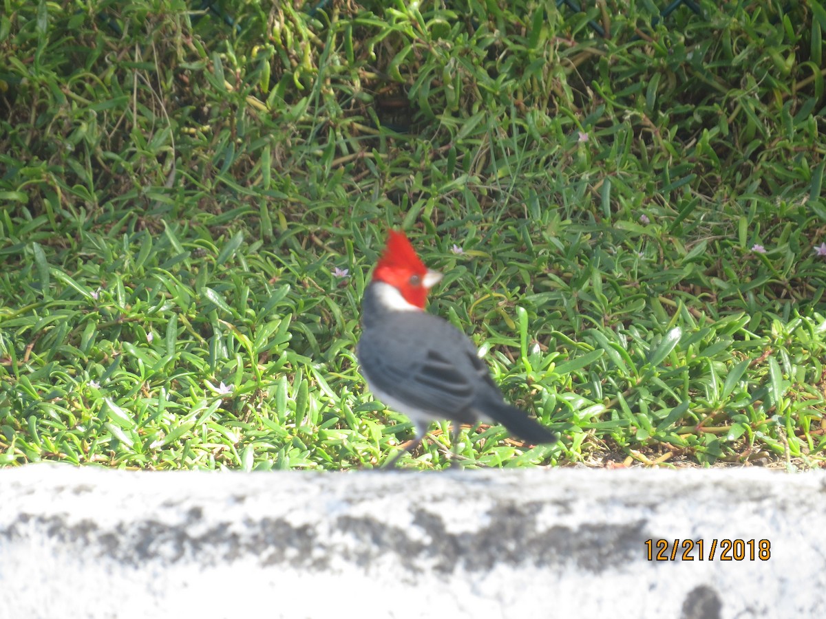 Red-crested Cardinal - ML130584651