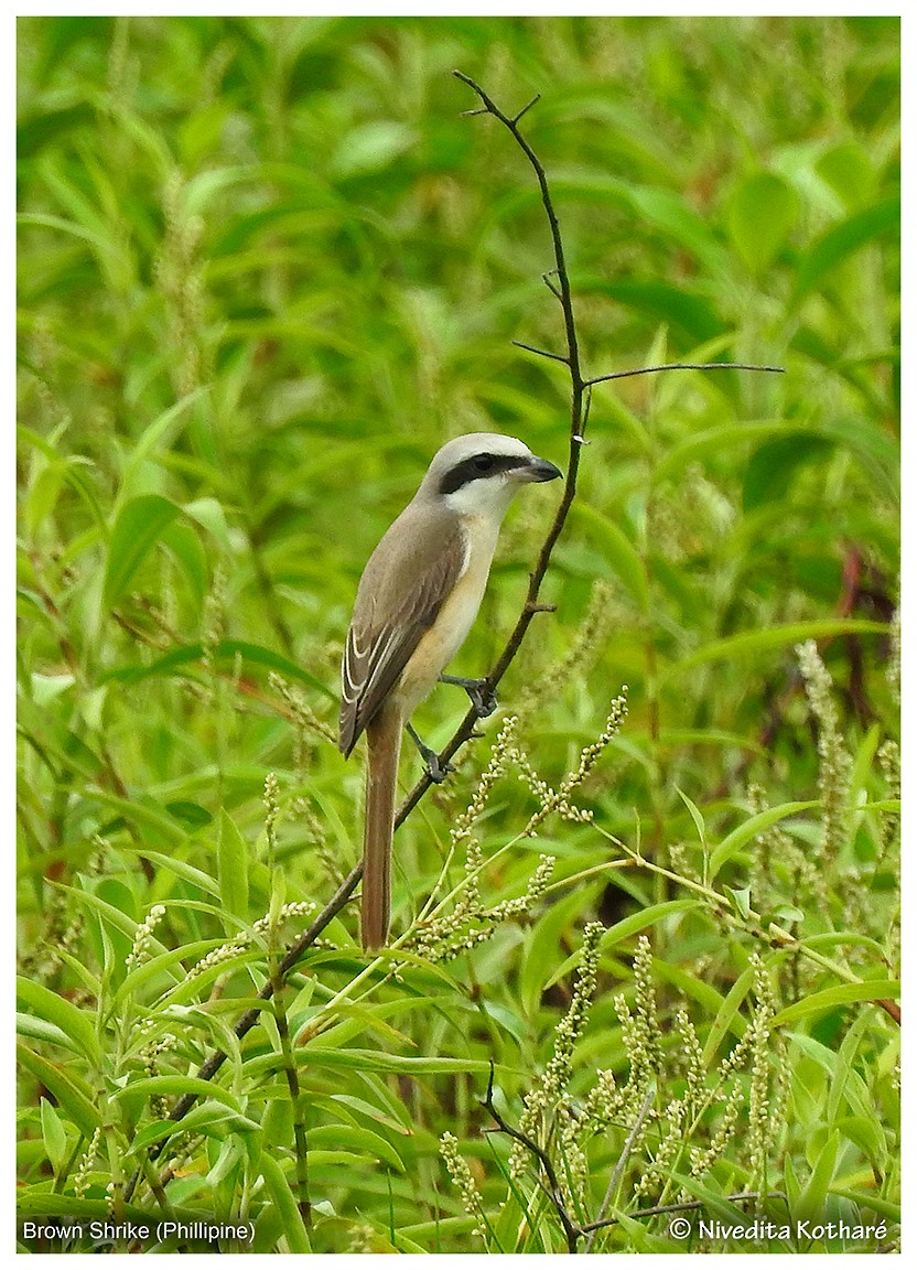 Brown Shrike (Philippine) - Nivedita Kotharé