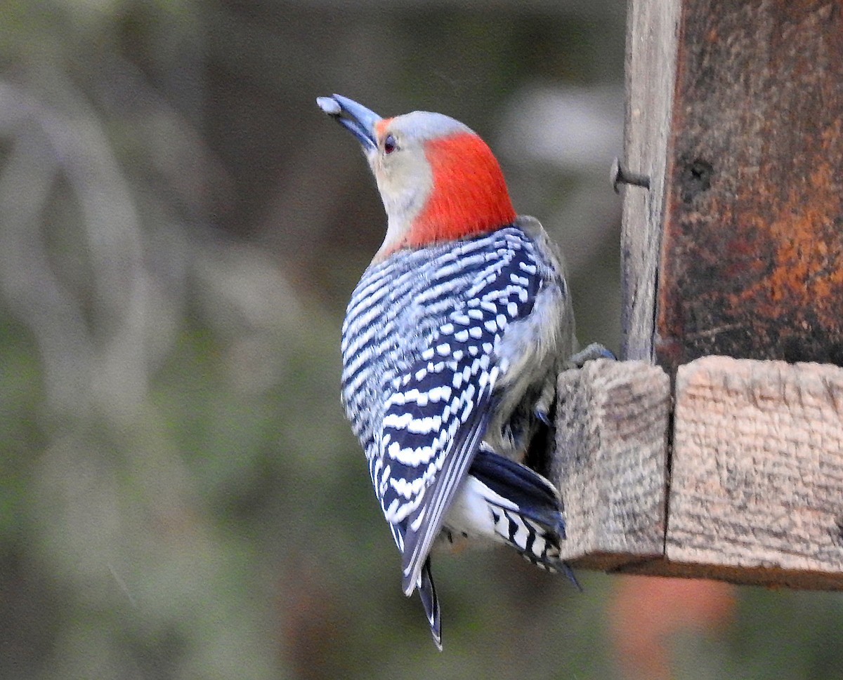 Red-bellied Woodpecker - Theresa Dobko