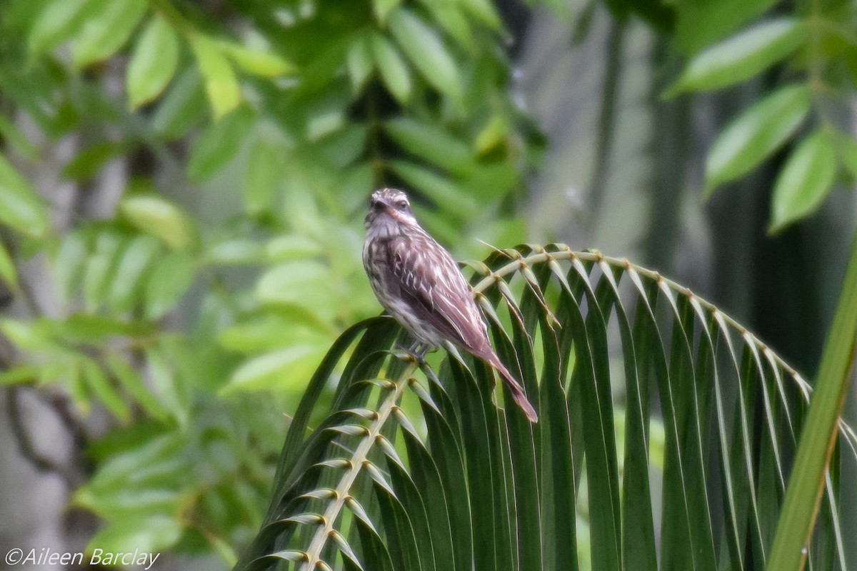 Streaked Flycatcher - ML130588031