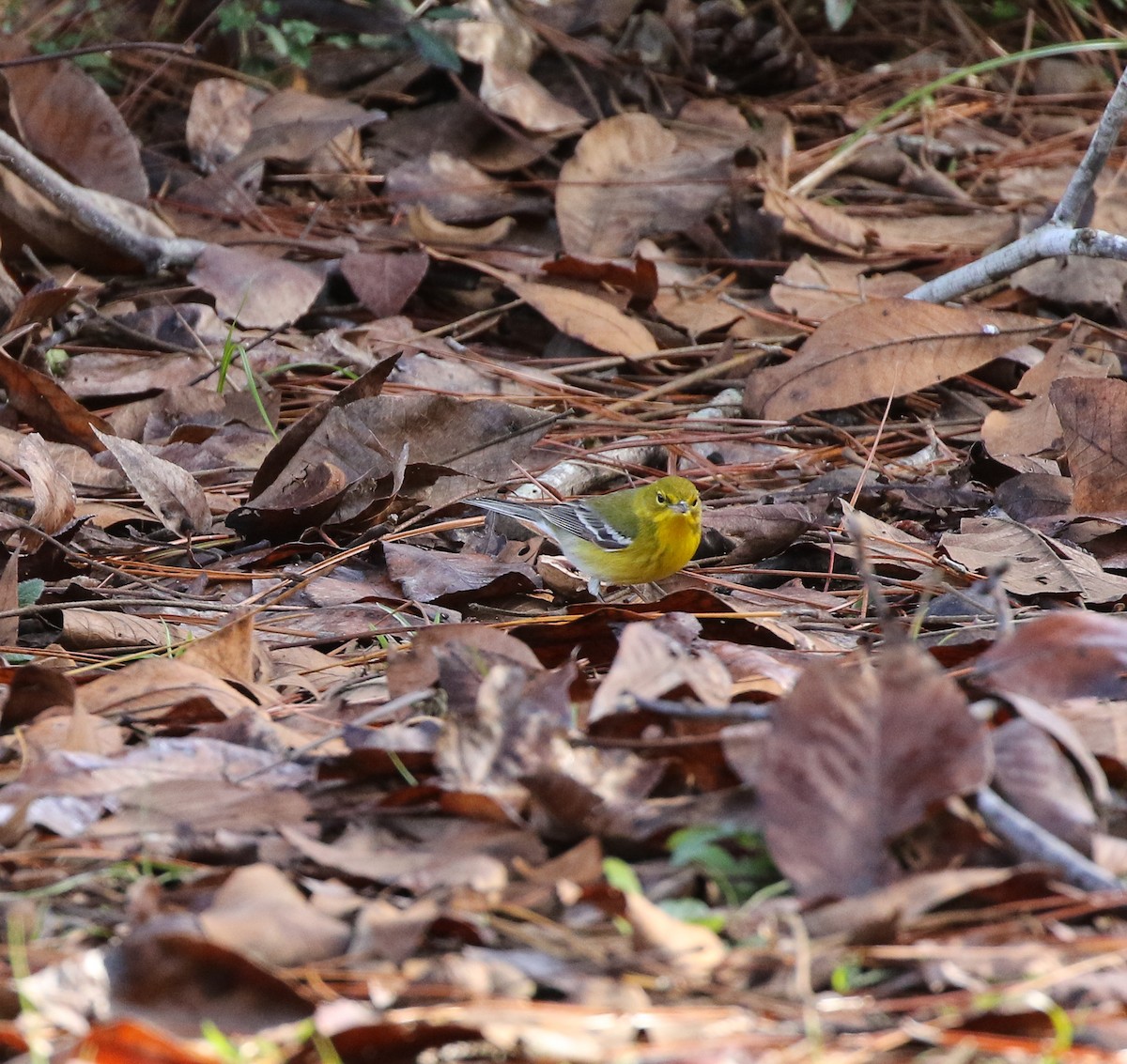 Pine Warbler - ML130588061
