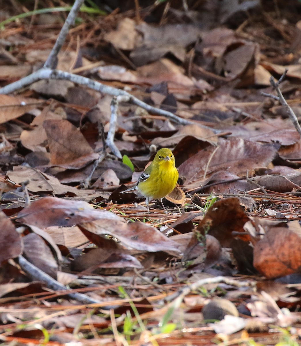 Pine Warbler - ML130588151
