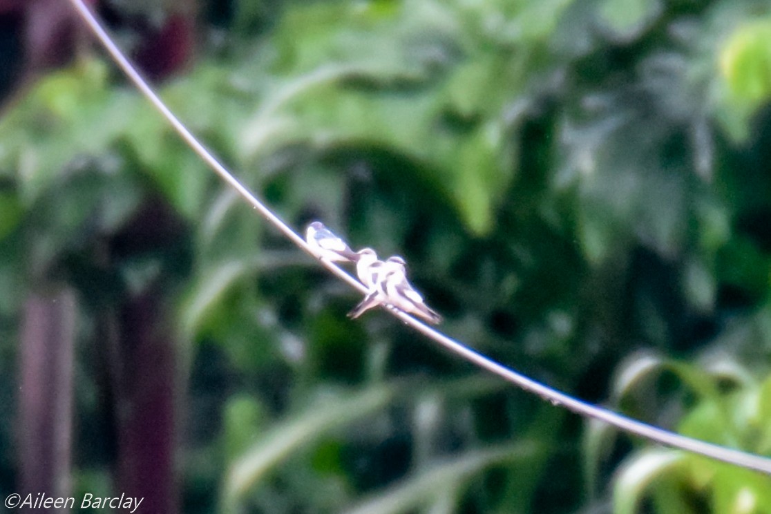 White-winged Swallow - ML130588281