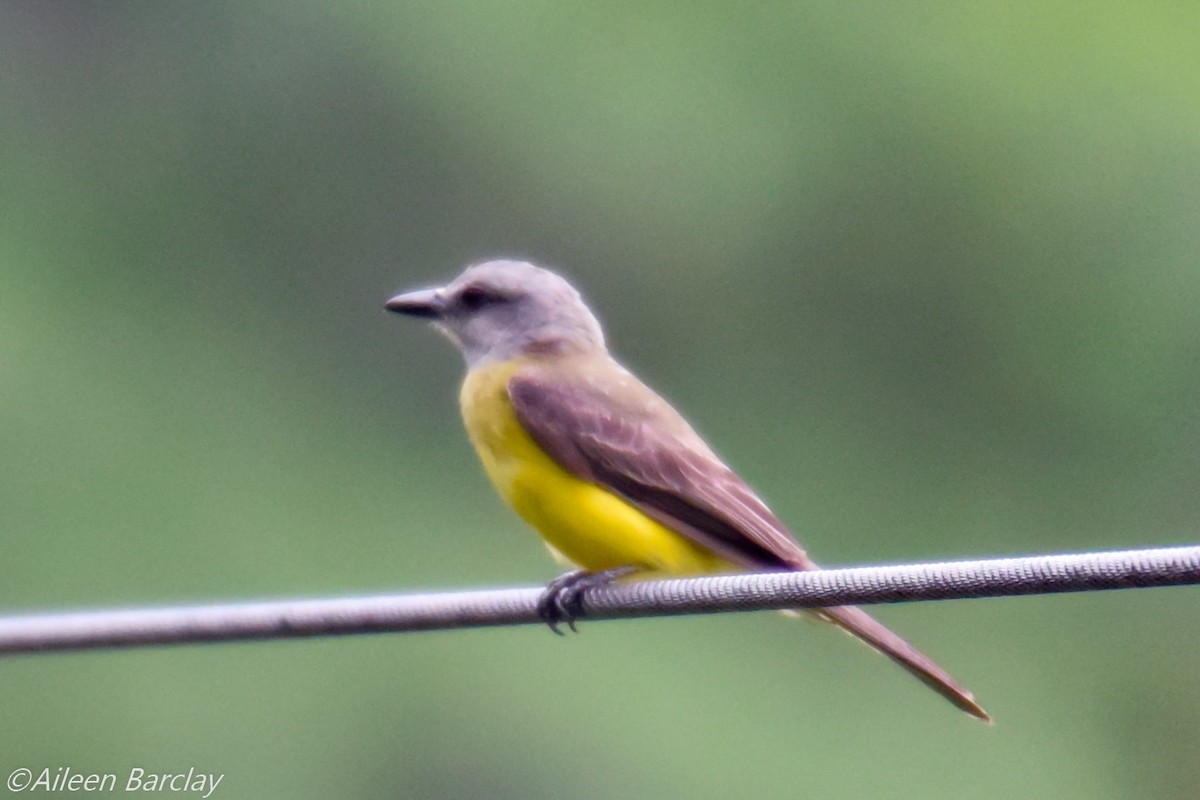 Tropical Kingbird - ML130589341