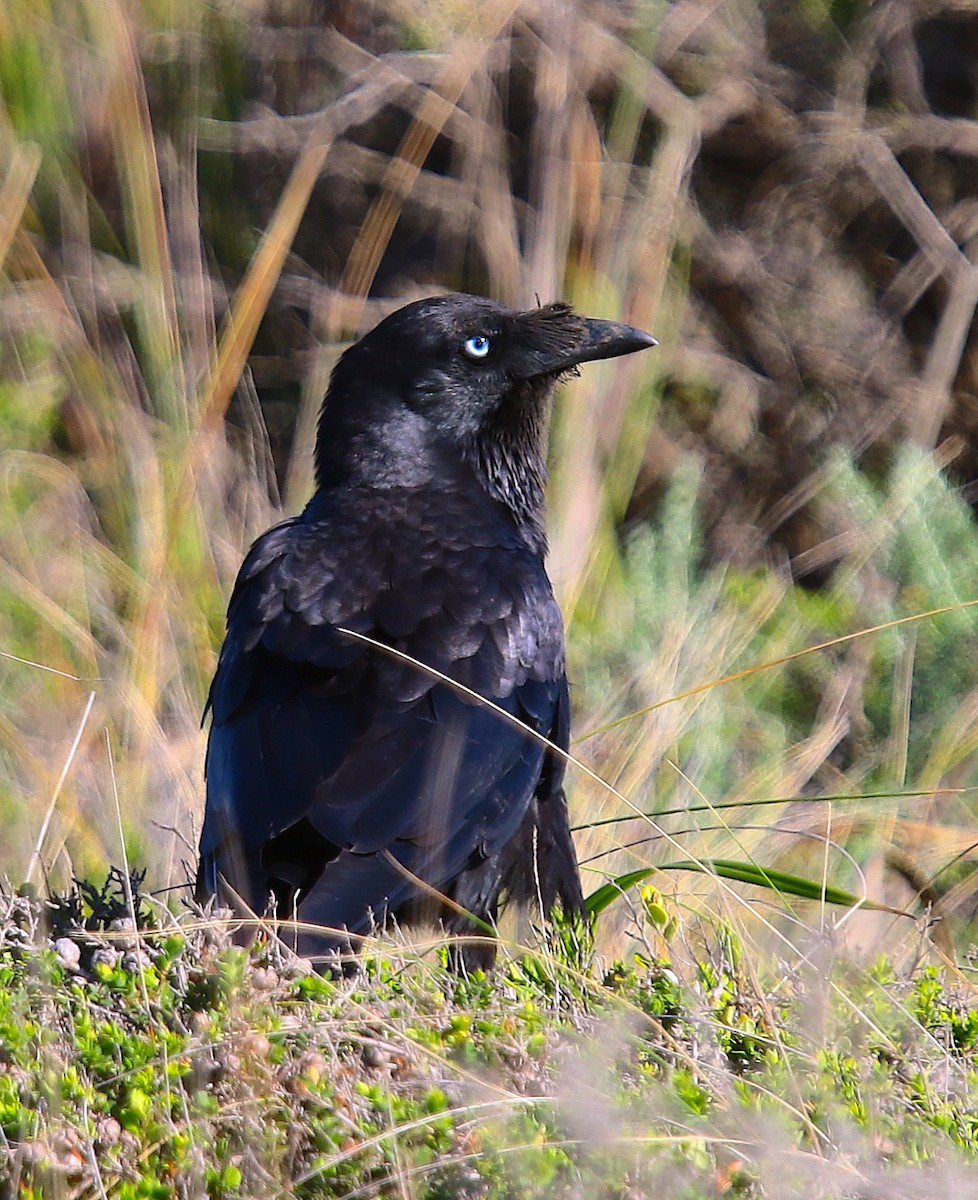 Corbeau de Tasmanie - ML130589661