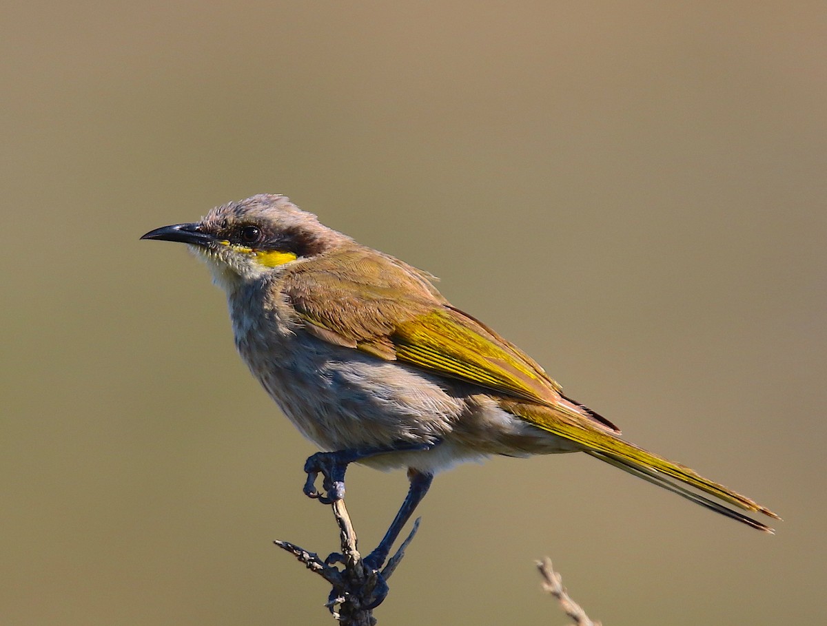 Singing Honeyeater - Anonymous