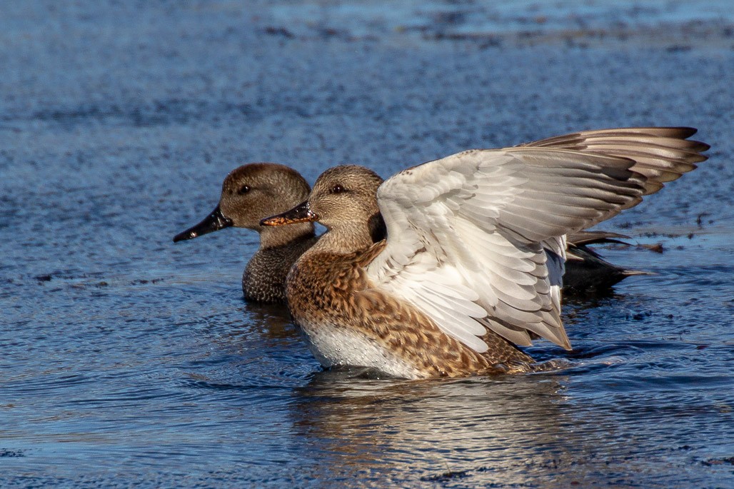 Gadwall - ML130589861