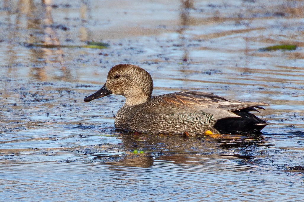 Gadwall - ML130589871