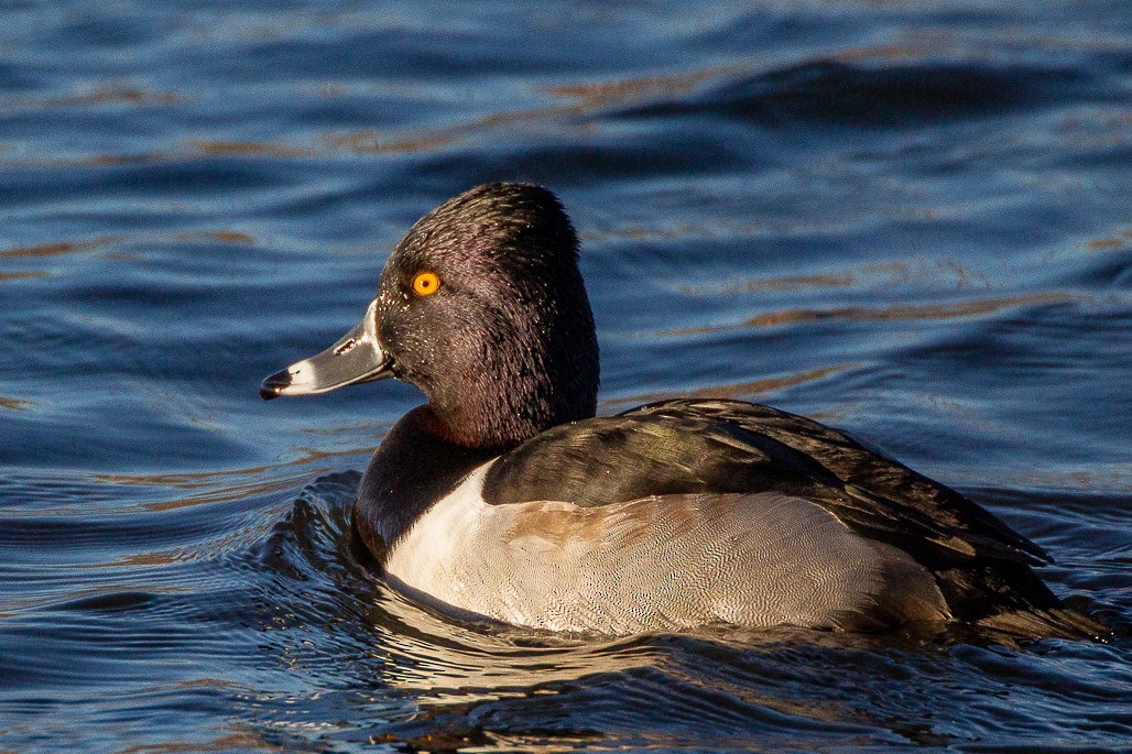 Ring-necked Duck - ML130590371