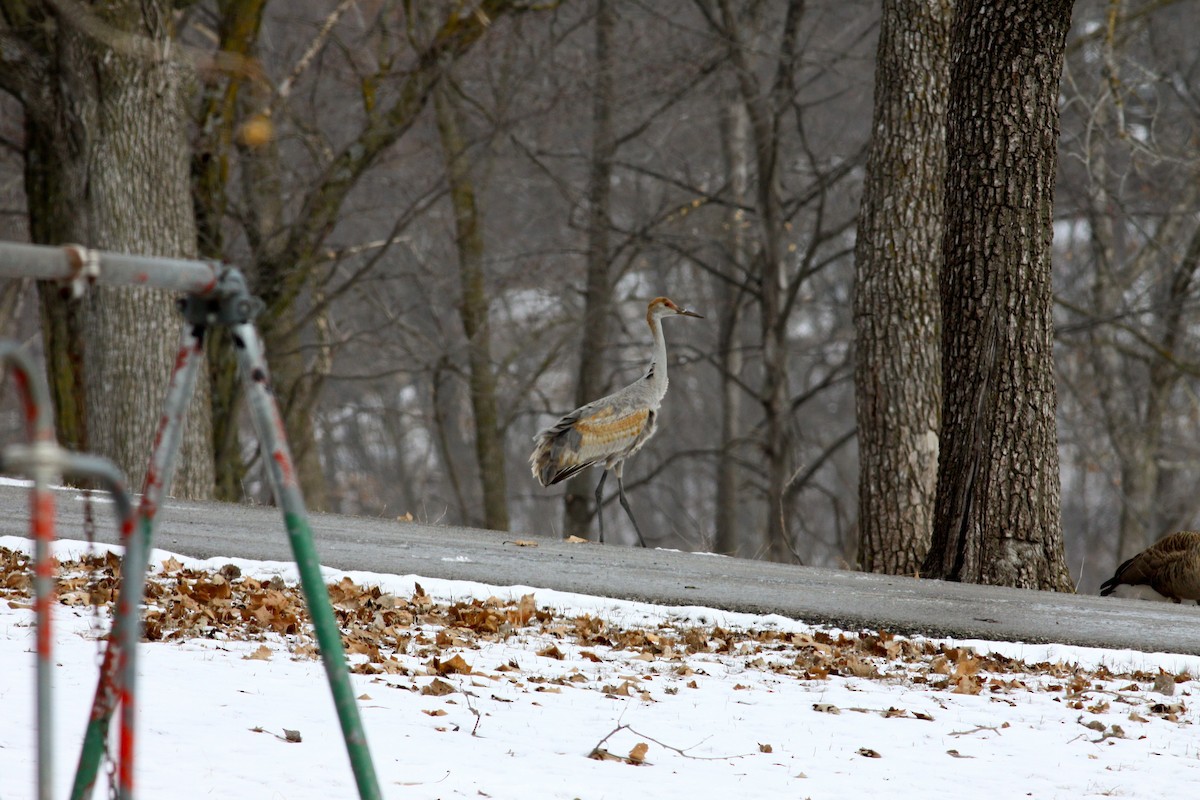 Sandhill Crane - ML130590431