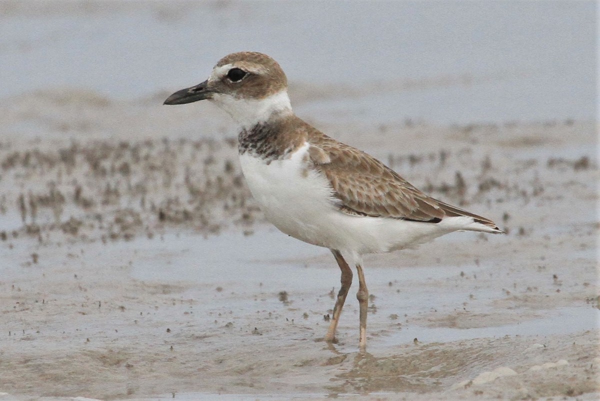 Wilson's Plover - ML130590931